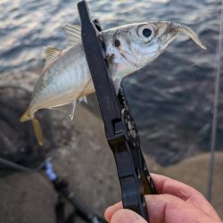 陸っぱり釣行記