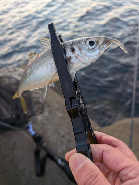陸っぱり釣行記