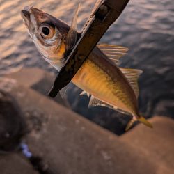 陸っぱり釣行記