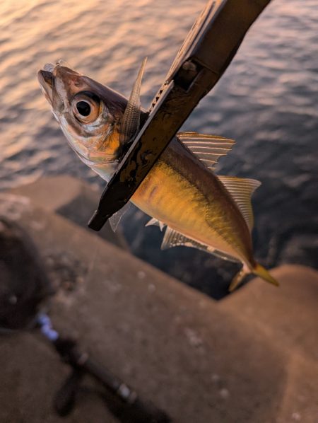 陸っぱり釣行記