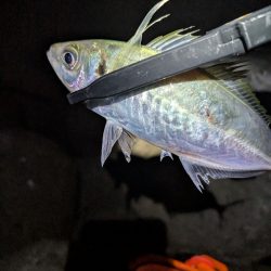 陸っぱり釣行記