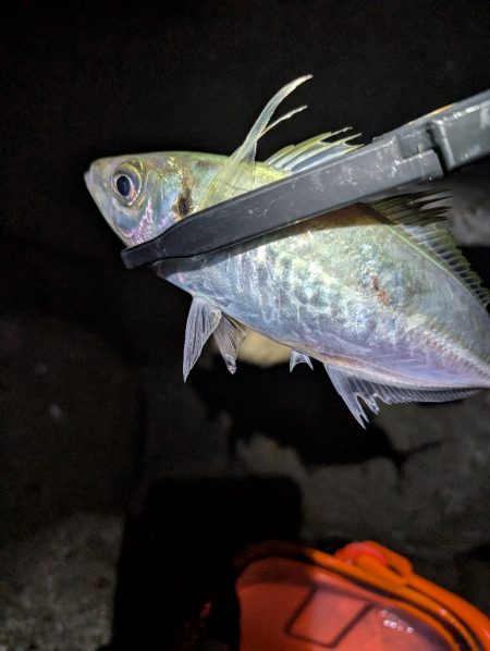 陸っぱり釣行記