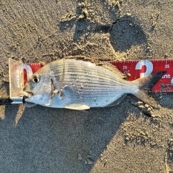 2025初フィッシュ!ヘダイが釣れました!