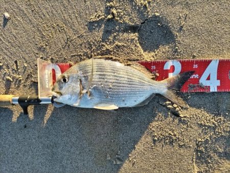 2025初フィッシュ！ヘダイが釣れました!…