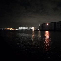 旧江戸川チヌ【2025初釣果】