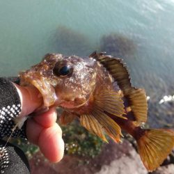 ガシラは元気~ファーストフィッシュ