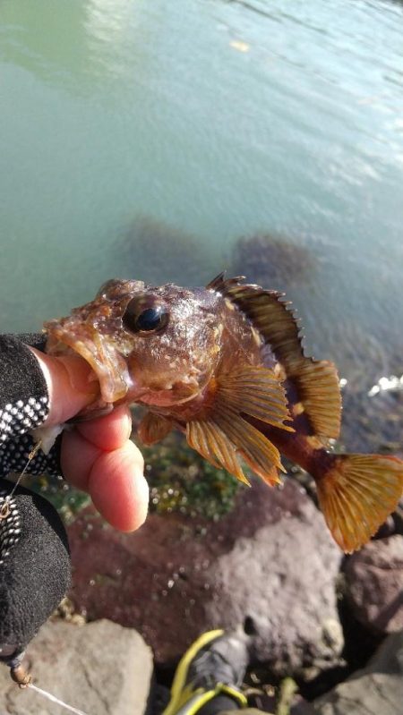 ガシラは元気~ファーストフィッシュ