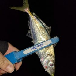 アジングガイド