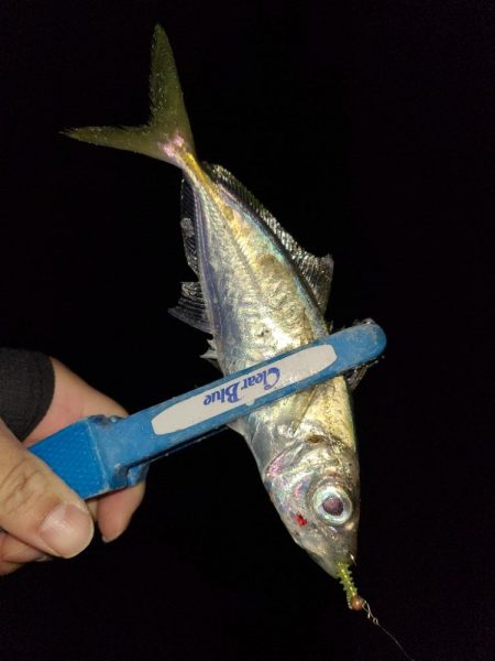 アジングガイド