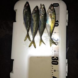 しょっぱい釣果