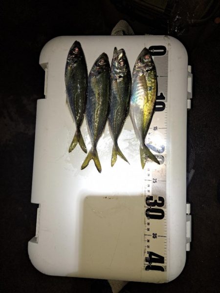 しょっぱい釣果