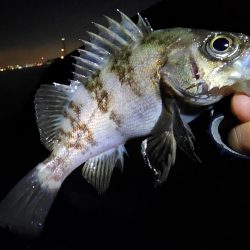 ライトゲーム🎣