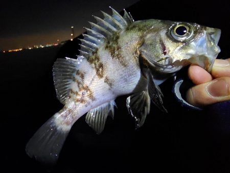 ライトゲーム🎣