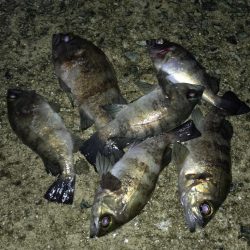 そろそろメバリングの季節に…