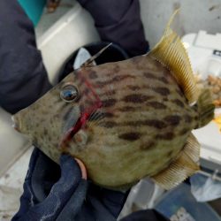 25年釣り始めは船カワハギ