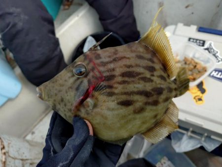 25年釣り始めは船カワハギ