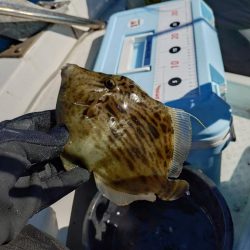 船カワハギ終盤戦