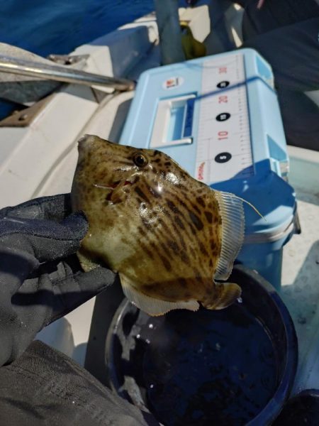 船カワハギ終盤戦