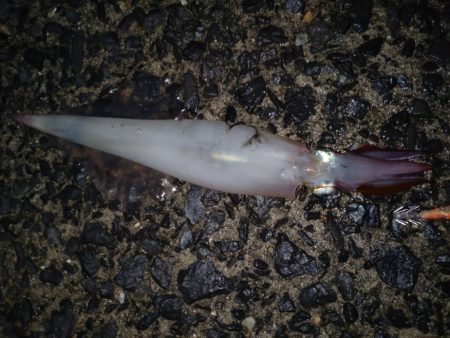 水温低くなってきた