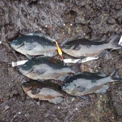 今シーズン初の寒グレ釣り