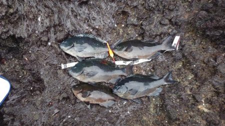 今シーズン初の寒グレ釣り