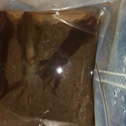 魚種限定解除シリーズ分