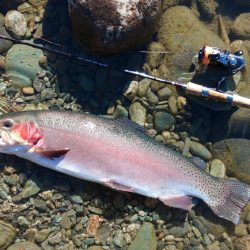 大型は釣れたが... ～天竜川ルアーフライ…