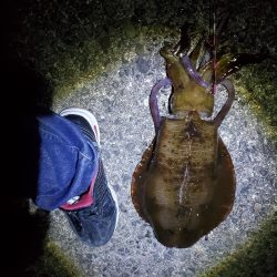 春アオリイカ狙い