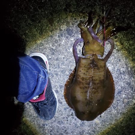 春アオリイカ狙い