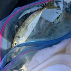 アジのサビキ釣りやってきました