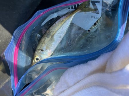 アジのサビキ釣りやってきました