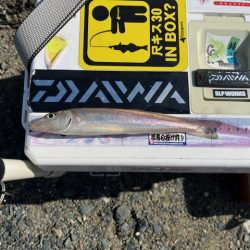 堤防からのキス釣りです