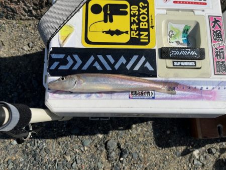 堤防からのキス釣りです