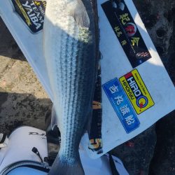 和歌山市江(吉丸渡船)でグレ初釣り