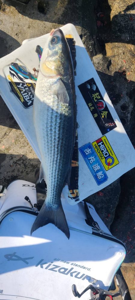 和歌山市江(吉丸渡船)でグレ初釣り