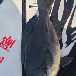 和歌山市江(吉丸渡船)でグレ釣り