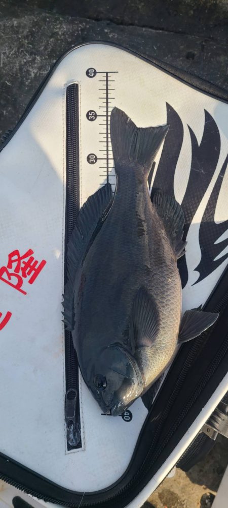 和歌山市江(吉丸渡船)でグレ釣り