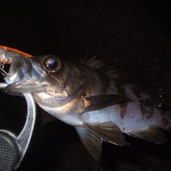 新年初釣行 BFSでライトロック