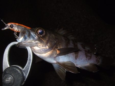 新年初釣行 BFSでライトロック