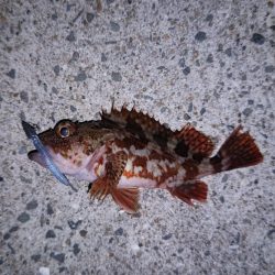 ライトゲームとエギング