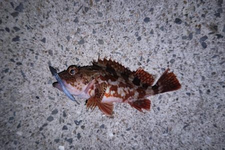 ライトゲームとエギング