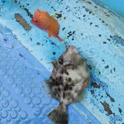 カワハギ釣り　島きち丸