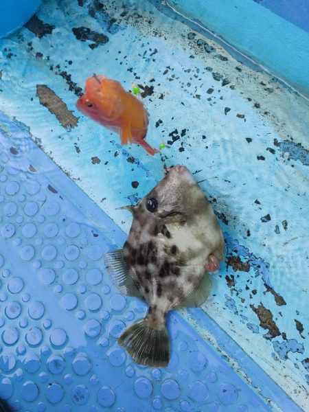 カワハギ釣り　島きち丸
