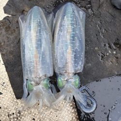 たかたかの釣り日記