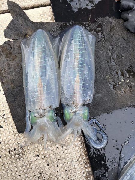 たかたかの釣り日記