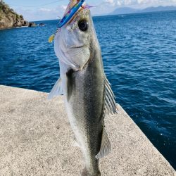 2025年一発目はシーバス