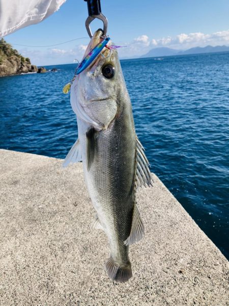 2025年一発目はシーバス