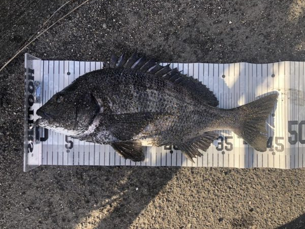 イチノ兄弟、釣果!