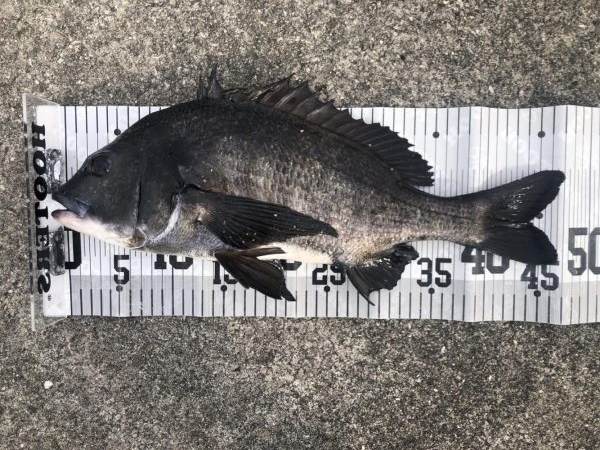 イチノ兄弟、釣果!