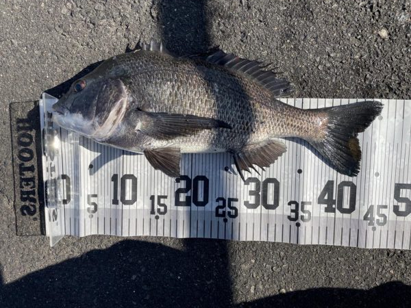 イチノ兄弟、釣果!